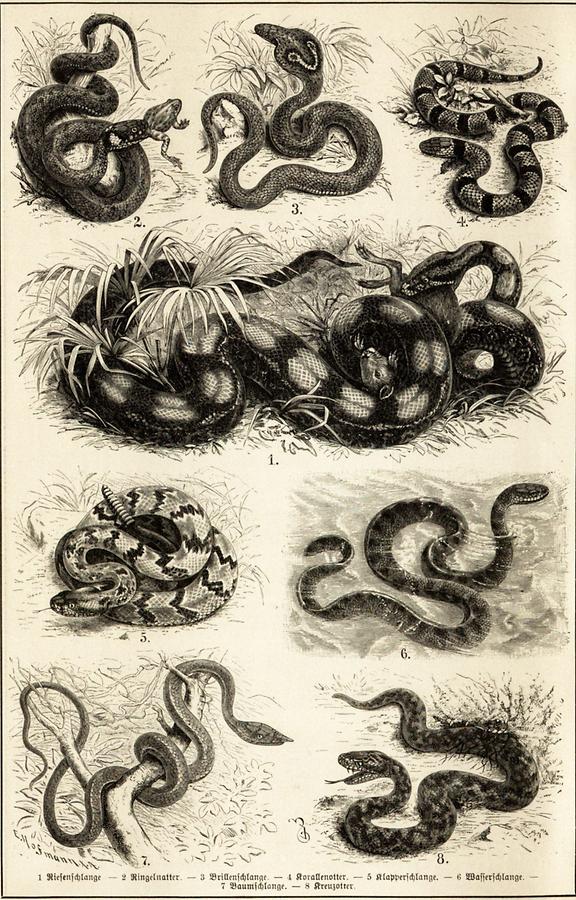 Illustration Schlangen