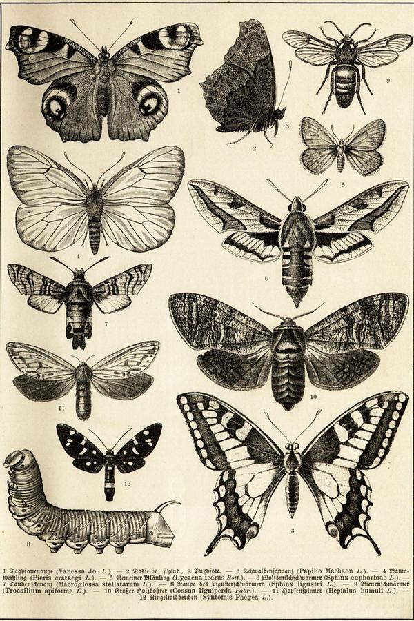 Illustration Schmetterlinge (Tafel I)