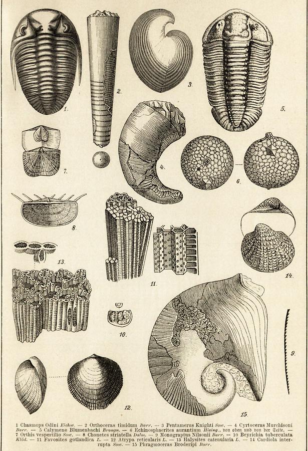 Illustration Silurische Formation