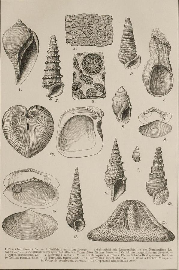 Illustration Tertiärformationen (Tafel I)