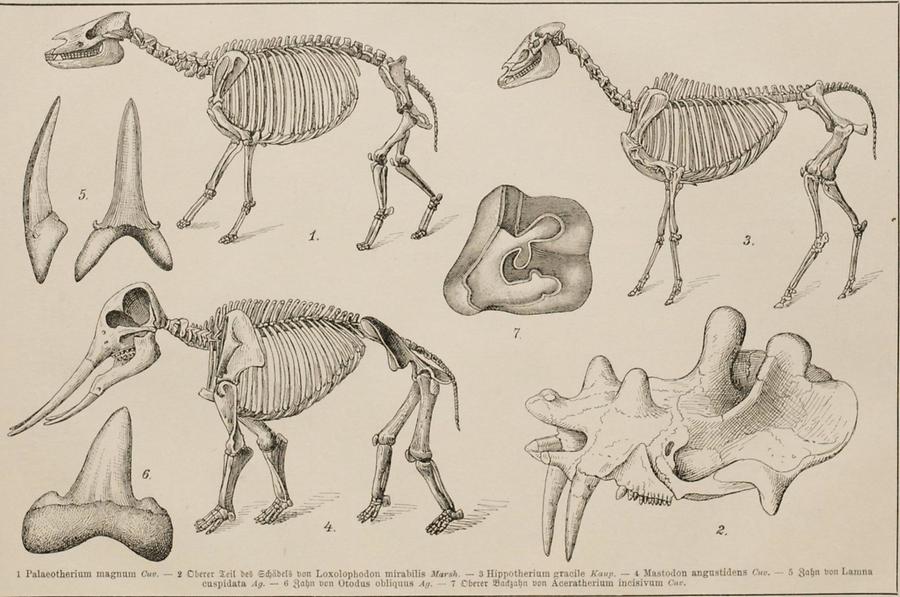 Illustration Tertiärformationen (Tafel II)