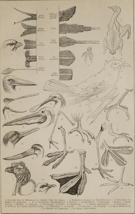 Illustration Vögel
