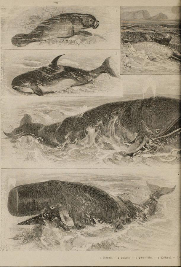 Illustration Wale (Tafel I)