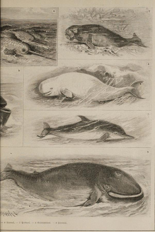 Illustration Wale (Tafel II)