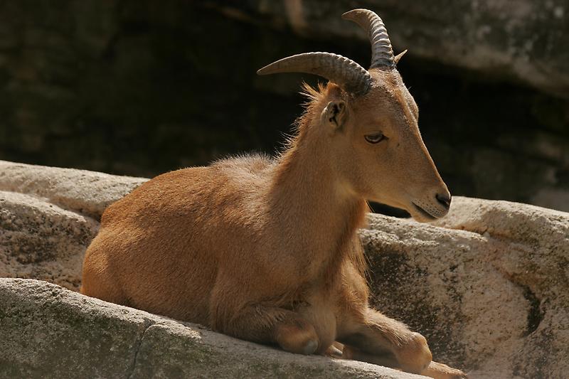 ZOO Schönbrunn