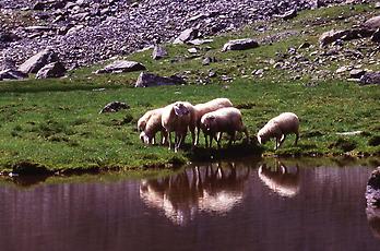 Schafe an einem Bergsee, Tirol, 1995