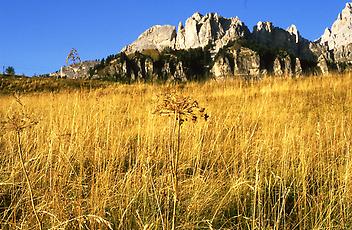 Herbstgraswiese bei Cortina d´Ampezzo, Dolomiten, 1983