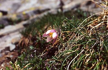 Küchenschelle bei Eissee-Hütte, Prägraten, Osttirol, 1992