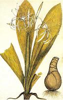 Hymenocallis speciosa, gezeichnet von Jacquin