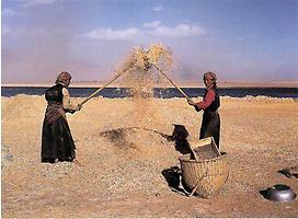 Tibeterinnen beim Reinigen von Getreide durch den Wind
