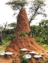 Termitenbau mit Omajova-Pilzen