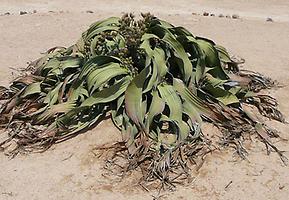 Welwitschia Methusalem