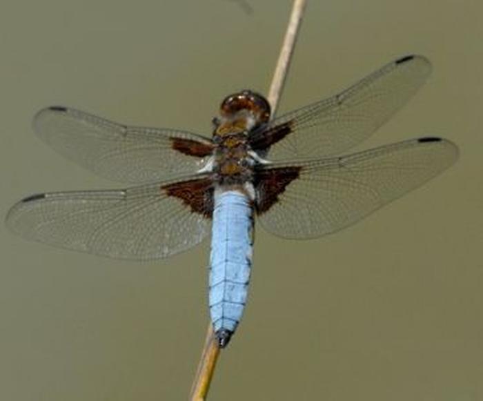 Flachbauch Libelle