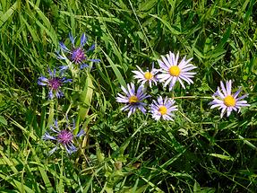 Bergastern und Flockenblumen