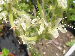 Salvia austriaca, ©Danninger