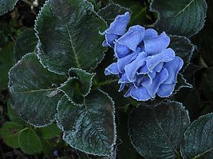 Blüte einer Hortensie mit erstem Frost, ©Austria-Forum