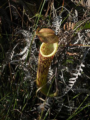 Fleischfressende Pflanze bei Bario (Borneo), ©Austria-Forum