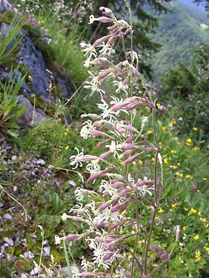 Silene nutans, ©Danninger