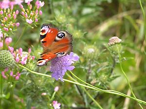 Tagpfauenauge, ©Danninger Wolfgang