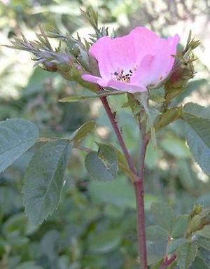 Rosa rubiginosa, ©Danninger