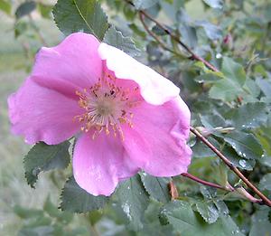 Rosa majalis, heimische Rose