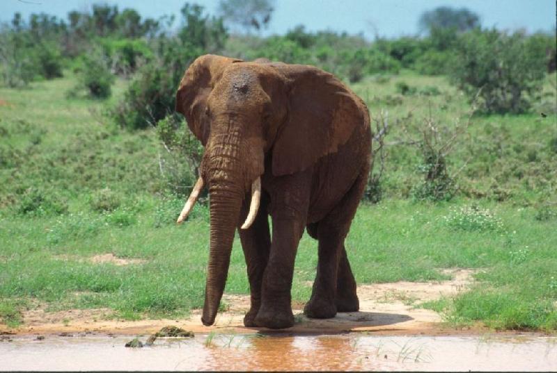 Bild 'ktrummer_kenya2002_074'