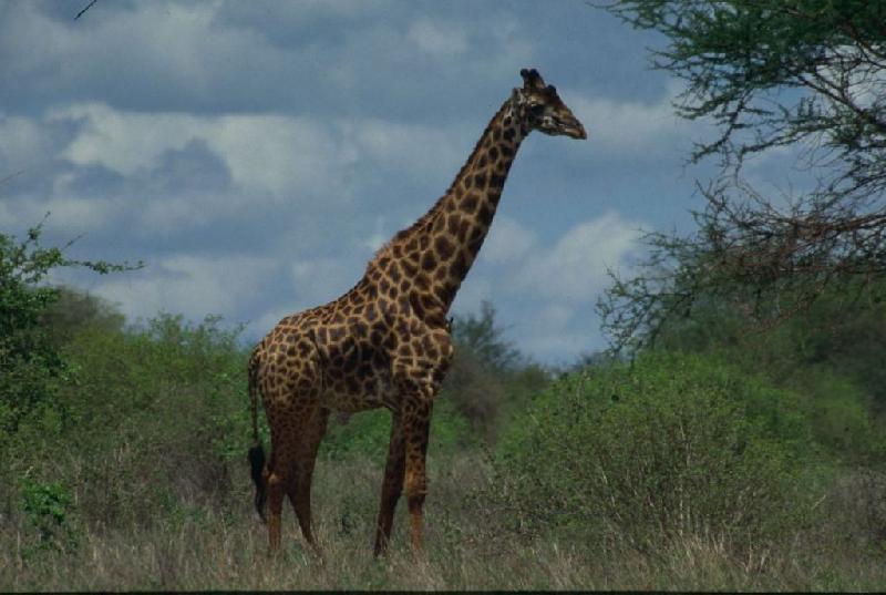 Bild 'ktrummer_kenya2002_124'