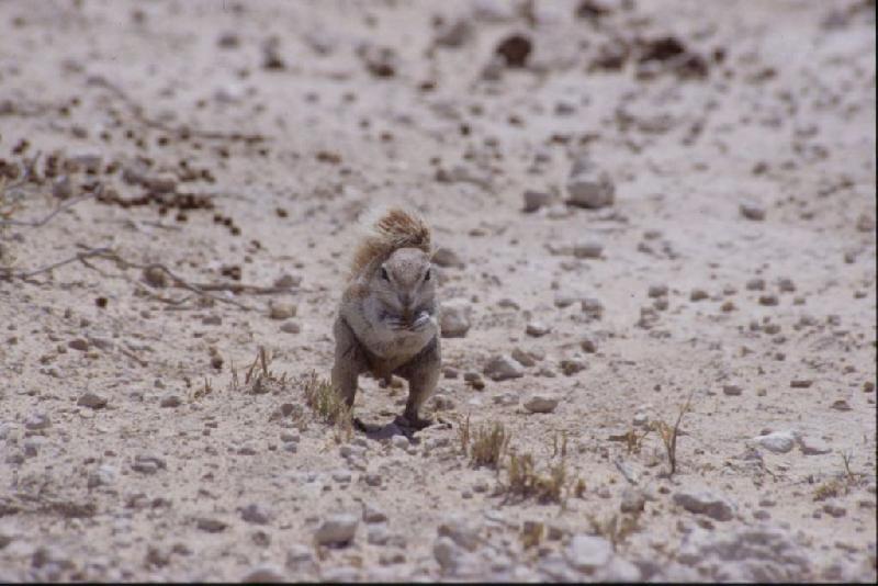 Bild 'ktrummer_namibia2003_110'