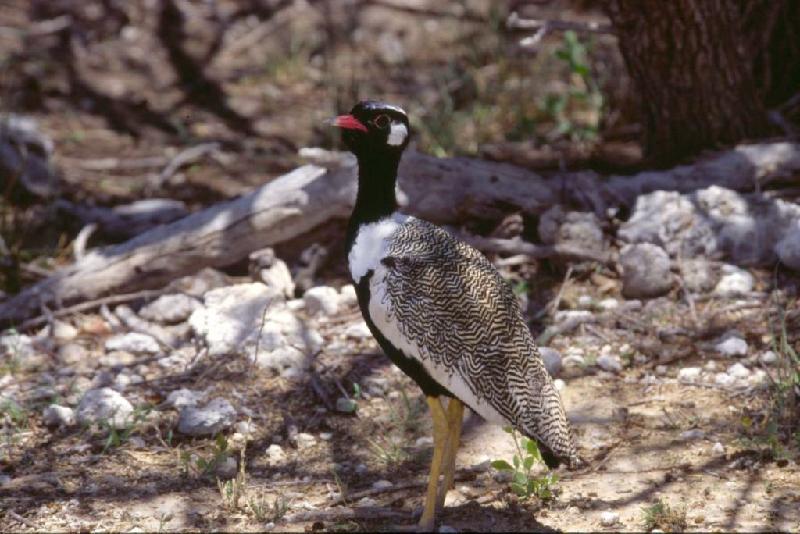 Bild 'ktrummer_namibia2003_064'