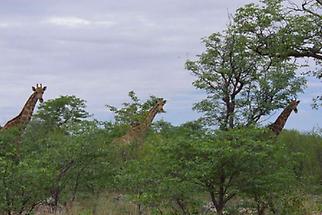 Etoschapfanne Giraffen