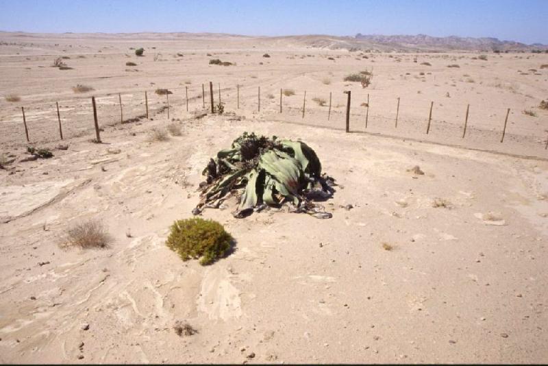 Bild 'ktrummer_namibia2003_206'