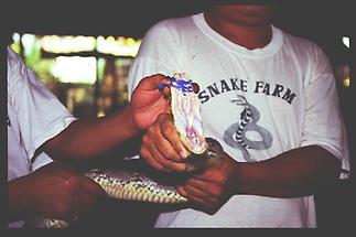 Bangkok Schlangenfarm 3