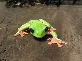 Rana - agalychnis callidryas urbinae