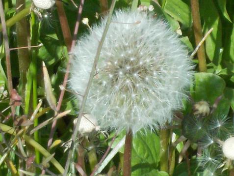 Löwenzahn oder Pusteblume
