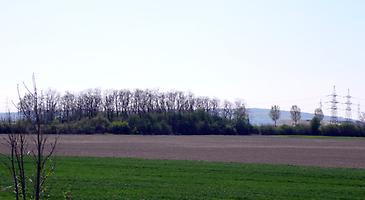 Wäldchen 'Weingartel' mit Geländeabbruch im Westen, Blick gegen Süden