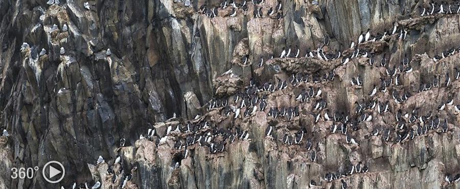 Birds colony, © AirPano 