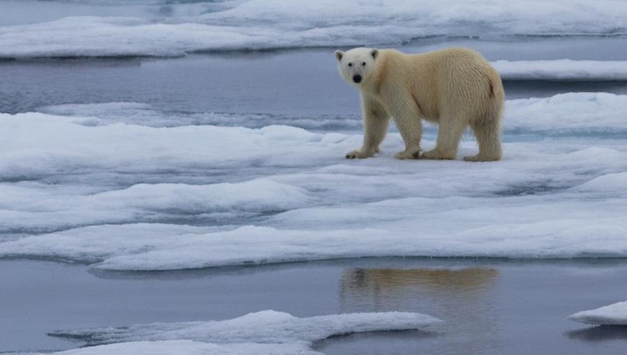 Polar bear, © AirPano 