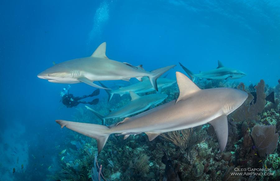 Sharks. Gardens of the Queen, Cuba, © AirPano 