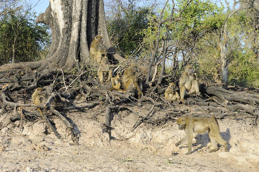 Baboons