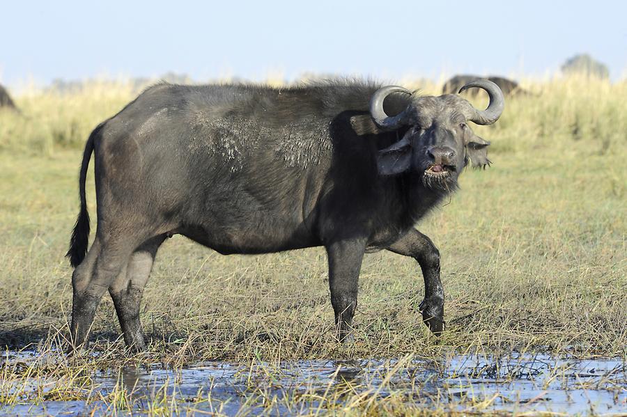 Buffalo