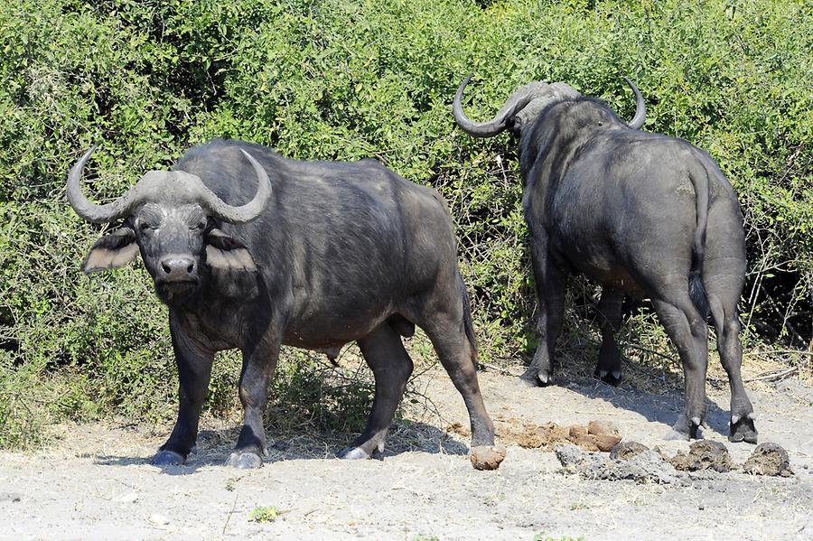 Buffaloes