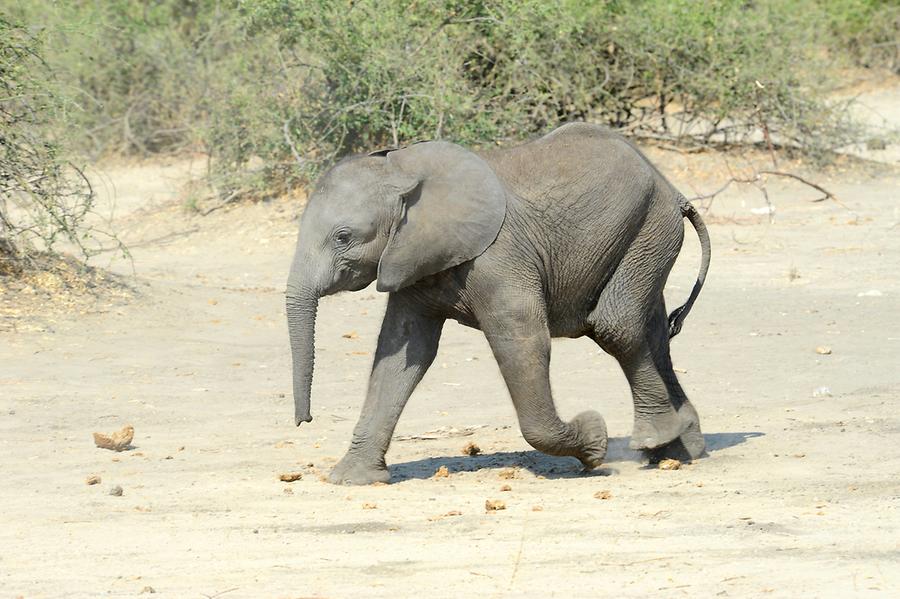 Elephant Baby