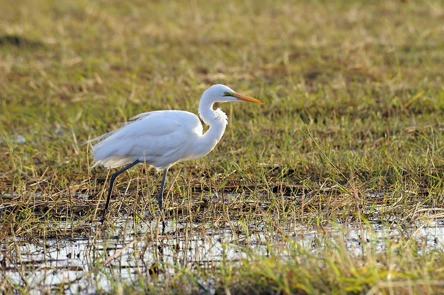 Heron