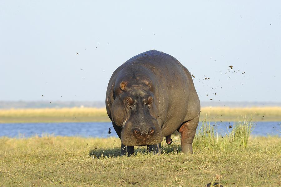 Hippo