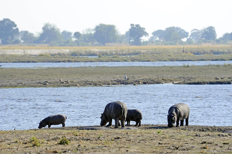 Hippos