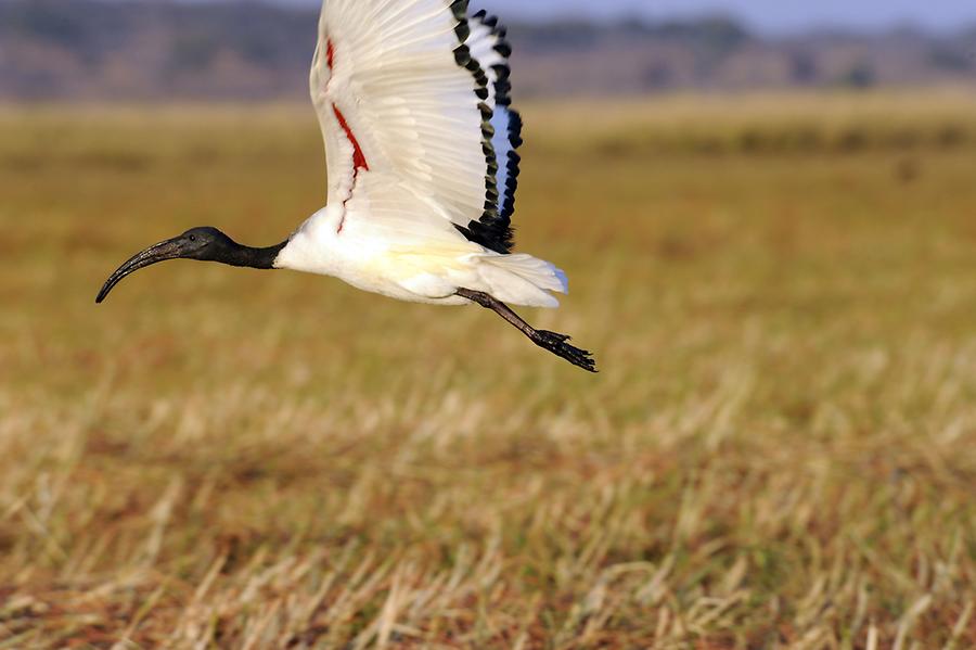 Ibis