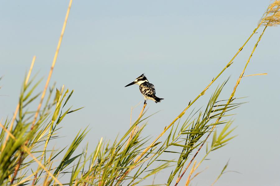 Kingfisher