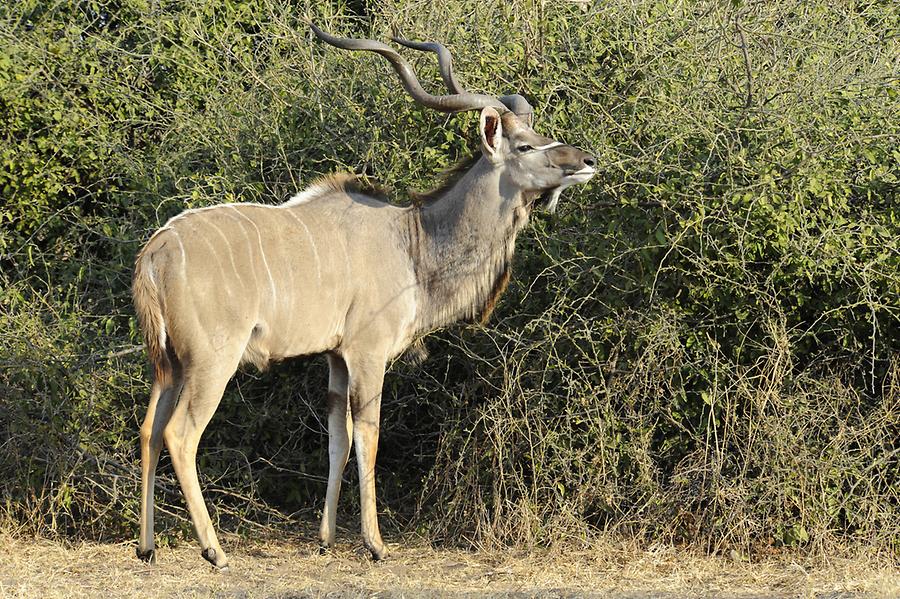 Kudus