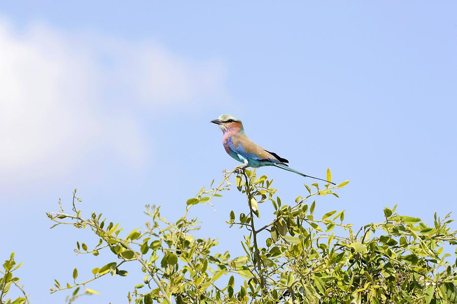 Lilac-breasted Roller