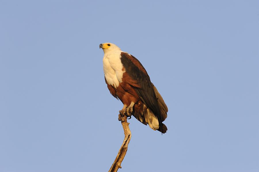 Sea Eagle